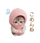 スコティッシュ猫 毎日送れる 可愛い日常（個別スタンプ：25）
