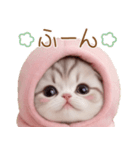 スコティッシュ猫 毎日送れる 可愛い日常（個別スタンプ：26）