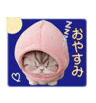 スコティッシュ猫 毎日送れる 可愛い日常（個別スタンプ：32）