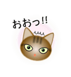 色々な猫13-1 短毛-立ち耳-キジトラ（個別スタンプ：10）