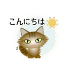 色々な猫13-3 長毛-立ち耳-キジトラ（個別スタンプ：5）