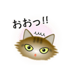 色々な猫13-3 長毛-立ち耳-キジトラ（個別スタンプ：10）