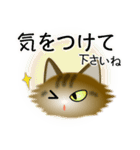 色々な猫13-3 長毛-立ち耳-キジトラ（個別スタンプ：14）