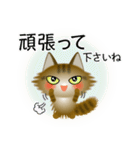 色々な猫13-3 長毛-立ち耳-キジトラ（個別スタンプ：16）