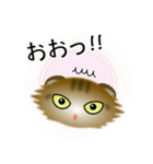色々な猫13-4 長毛-垂れ耳-キジトラ（個別スタンプ：10）