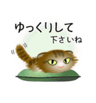 色々な猫13-4 長毛-垂れ耳-キジトラ（個別スタンプ：12）