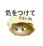 色々な猫13-4 長毛-垂れ耳-キジトラ（個別スタンプ：14）