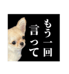 ふーちゃんねるのとたんちょー（個別スタンプ：7）
