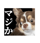 ふーちゃんねるのとたんちょー（個別スタンプ：9）