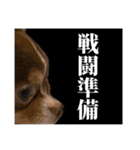 ふーちゃんねるのとたんちょー（個別スタンプ：11）