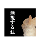 ふーちゃんねるのとたんちょー（個別スタンプ：12）