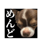 ふーちゃんねるのとたんちょー（個別スタンプ：22）