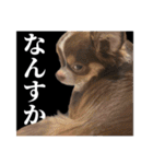 ふーちゃんねるのとたんちょー（個別スタンプ：24）