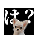 ふーちゃんねるのとたんちょー（個別スタンプ：34）