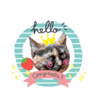 さび猫1番【実写】Stamp（個別スタンプ：5）
