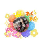 さび猫1番【実写】Stamp（個別スタンプ：9）
