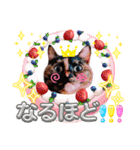 さび猫1番【実写】Stamp（個別スタンプ：10）