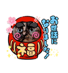 さび猫1番【実写】Stamp（個別スタンプ：11）