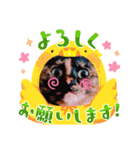 さび猫1番【実写】Stamp（個別スタンプ：13）