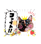 さび猫1番【実写】Stamp（個別スタンプ：14）