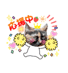 さび猫1番【実写】Stamp（個別スタンプ：17）