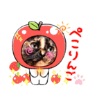 さび猫1番【実写】Stamp（個別スタンプ：18）