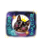 さび猫1番【実写】Stamp（個別スタンプ：20）
