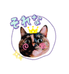 さび猫1番【実写】Stamp（個別スタンプ：21）