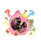 さび猫1番【実写】Stamp（個別スタンプ：22）