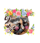 さび猫1番【実写】Stamp（個別スタンプ：24）