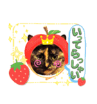 さび猫1番【実写】Stamp（個別スタンプ：28）