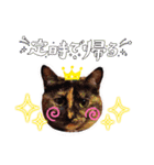 さび猫1番【実写】Stamp（個別スタンプ：29）