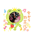 さび猫1番【実写】Stamp（個別スタンプ：30）
