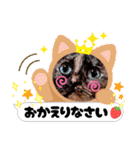 さび猫1番【実写】Stamp（個別スタンプ：31）