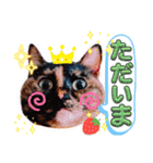 さび猫1番【実写】Stamp（個別スタンプ：32）
