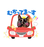 さび猫1番【実写】Stamp（個別スタンプ：33）