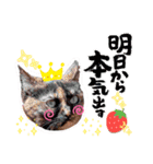 さび猫1番【実写】Stamp（個別スタンプ：35）