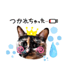 さび猫1番【実写】Stamp（個別スタンプ：36）