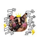 さび猫1番【実写】Stamp（個別スタンプ：39）