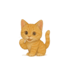 茶トラ猫 (Cha-tora neko)（個別スタンプ：1）