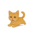 茶トラ猫 (Cha-tora neko)（個別スタンプ：2）