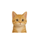 茶トラ猫 (Cha-tora neko)（個別スタンプ：6）