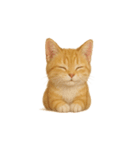 茶トラ猫 (Cha-tora neko)（個別スタンプ：8）