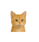 茶トラ猫 (Cha-tora neko)（個別スタンプ：10）