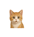 茶トラ猫 (Cha-tora neko)（個別スタンプ：13）
