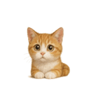 茶トラ猫 (Cha-tora neko)（個別スタンプ：16）