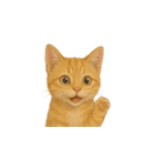 茶トラ猫 (Cha-tora neko)（個別スタンプ：37）