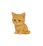 茶トラ猫 (Cha-tora neko)（個別スタンプ：38）