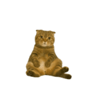 小さな耳のキジトラ猫（キジトラ）（個別スタンプ：1）