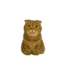小さな耳のキジトラ猫（キジトラ）（個別スタンプ：2）